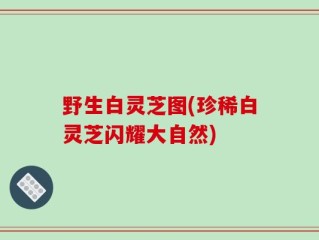 野生白灵芝图(珍稀白灵芝闪耀大自然)