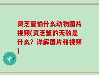 灵芝蟹怕什么动物图片视频(灵芝蟹的天敌是什么？详解图片和视频)