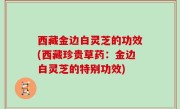 西藏金边白灵芝的功效(西藏珍贵草药：金边白灵芝的特别功效)