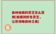 森林拍摄的灵芝怎么获得(拍摄到野生灵芝，让你领略森林之美)