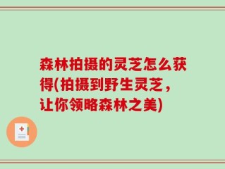 森林拍摄的灵芝怎么获得(拍摄到野生灵芝，让你领略森林之美)