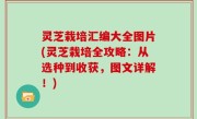 灵芝栽培汇编大全图片(灵芝栽培全攻略：从选种到收获，图文详解！)