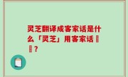 灵芝翻译成客家话是什么「灵芝」用客家话點稱？