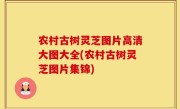 农村古树灵芝图片高清大图大全(农村古树灵芝图片集锦)