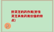 野灵芝的药作用(野生灵芝具有药用价值的特点)