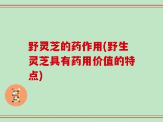 野灵芝的药作用(野生灵芝具有药用价值的特点)