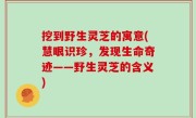 挖到野生灵芝的寓意(慧眼识珍，发现生命奇迹——野生灵芝的含义)