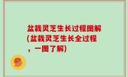 盆栽灵芝生长过程图解(盆栽灵芝生长全过程，一图了解)