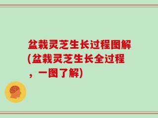 盆栽灵芝生长过程图解(盆栽灵芝生长全过程，一图了解)