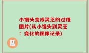 小馒头变成灵芝的过程图片(从小馒头到灵芝：变化的图像记录)