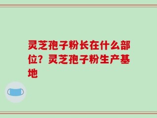 灵芝孢子粉长在什么部位？灵芝孢子粉生产基地