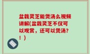 盆栽灵芝能煲汤么视频讲解(盆栽灵芝不仅可以观赏，还可以煲汤？！)