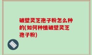破壁灵芝孢子粉怎么种的(如何种植破壁灵芝孢子粉)