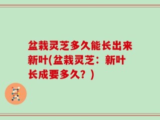 盆栽灵芝多久能长出来新叶(盆栽灵芝：新叶长成要多久？)
