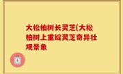 大松柏树长灵芝(大松柏树上重绽灵芝奇异壮观景象