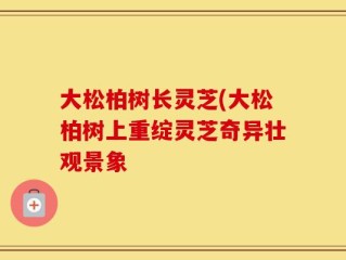 大松柏树长灵芝(大松柏树上重绽灵芝奇异壮观景象