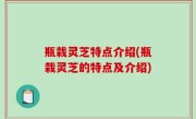 瓶栽灵芝特点介绍(瓶栽灵芝的特点及介绍)