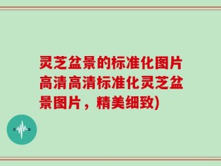 灵芝盆景的标准化图片高清高清标准化灵芝盆景图片，精美细致)