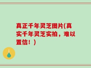 真正千年灵芝图片(真实千年灵芝实拍，难以置信！)