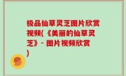 极品仙草灵芝图片欣赏视频(《美丽的仙草灵芝》- 图片视频欣赏)