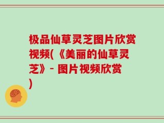 极品仙草灵芝图片欣赏视频(《美丽的仙草灵芝》- 图片视频欣赏)