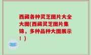西藏各种灵芝图片大全大图(西藏灵芝图片集锦，多种品种大图展示！)
