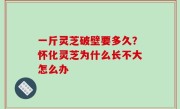 一斤灵芝破壁要多久？怀化灵芝为什么长不大怎么办