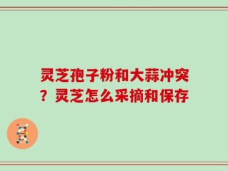 灵芝孢子粉和大蒜冲突？灵芝怎么采摘和保存