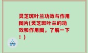 灵芝斑叶兰功效与作用图片(灵芝斑叶兰的功效和作用图，了解一下！)