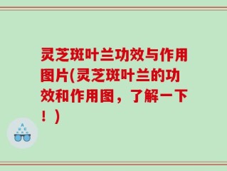 灵芝斑叶兰功效与作用图片(灵芝斑叶兰的功效和作用图，了解一下！)
