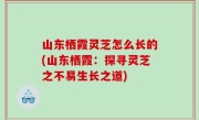 山东栖霞灵芝怎么长的(山东栖霞：探寻灵芝之不易生长之道)
