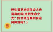 野生灵芝点燃生命之光是真的吗(点燃生命之光？野生灵芝真的有这种神效吗？)
