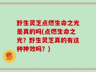 野生灵芝点燃生命之光是真的吗(点燃生命之光？野生灵芝真的有这种神效吗？)