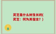 灵芝是什么树生长的(灵芝：何为其宿主？)