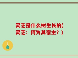 灵芝是什么树生长的(灵芝：何为其宿主？)