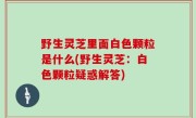 野生灵芝里面白色颗粒是什么(野生灵芝：白色颗粒疑惑解答)