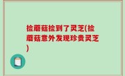 捡蘑菇捡到了灵芝(捡蘑菇意外发现珍贵灵芝)