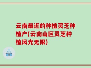 云南最近的种植灵芝种植户(云南山区灵芝种植风光无限)