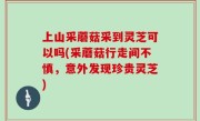 上山采蘑菇采到灵芝可以吗(采蘑菇行走间不慎，意外发现珍贵灵芝)