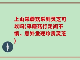 上山采蘑菇采到灵芝可以吗(采蘑菇行走间不慎，意外发现珍贵灵芝)