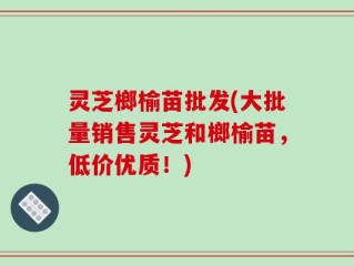 灵芝榔榆苗批发(大批量销售灵芝和榔榆苗，低价优质！)
