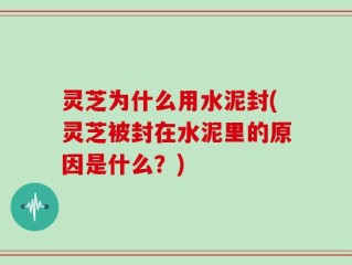 灵芝为什么用水泥封(灵芝被封在水泥里的原因是什么？)