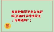 谷雨种植灵芝怎么样好吗(谷雨时节种植灵芝，你知道吗？)
