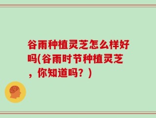 谷雨种植灵芝怎么样好吗(谷雨时节种植灵芝，你知道吗？)
