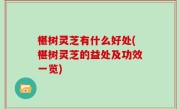 椹树灵芝有什么好处(椹树灵芝的益处及功效一览)