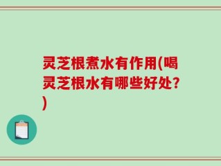 灵芝根煮水有作用(喝灵芝根水有哪些好处？)