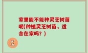 家里能不能种灵芝树苗呢(种植灵芝树苗，适合在家吗？)