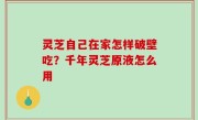 灵芝自己在家怎样破壁吃？千年灵芝原液怎么用