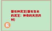 磐石种灵芝(磐石生长的灵芝：神奇的天然药材)