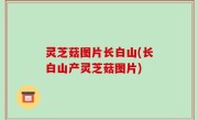 灵芝菇图片长白山(长白山产灵芝菇图片)